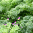 Webinar Regeneratieve (zelfoogst)tuin beginnen | Replay webinar