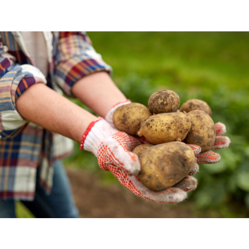 Replay webinar Regeneratieve (zelfoogst)tuin beginnen