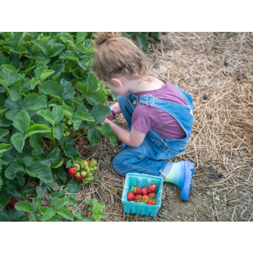 Replay webinar Regeneratieve (zelfoogst)tuin beginnen