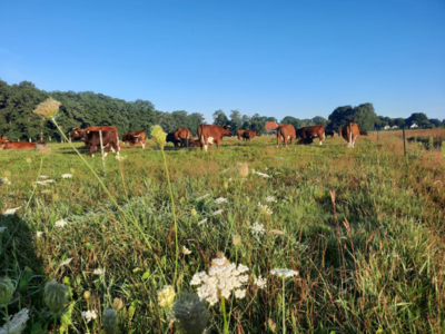 Workshop Regeneratief grazen Workshop Regeneratief grazen