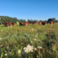 Workshop Regeneratief grazen