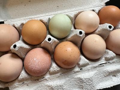 Boeren in het Bos Eieren Graskip
