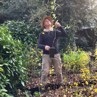 Workshop - Van Bos naar Agroforestry Systeem