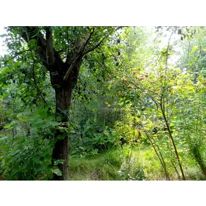 Webinar Introductie Syntropische Landbouw