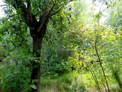 Webinar Introductie Syntropische Landbouw