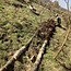 Workshop - Van Weide naar Agroforestry Systeem