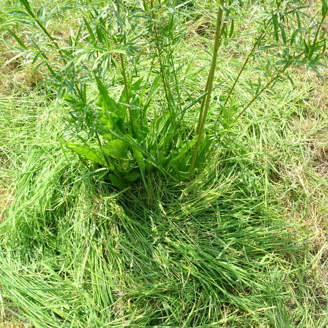 Workshop - Van Weide naar Agroforestry Systeem