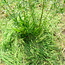 Workshop - Van Weide naar Agroforestry Systeem