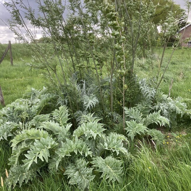 Workshop - Van Weide naar Agroforestry Systeem