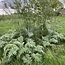 Workshop - Van Weide naar Agroforestry Systeem