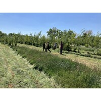 Workshop - Van Weide naar Agroforestry Systeem