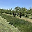 Workshop - Van Weide naar Agroforestry Systeem