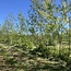 Workshop - Van Weide naar Agroforestry Systeem