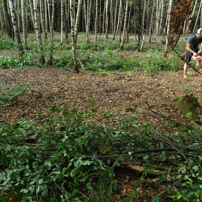 Workshop - Van Bos naar Agroforestry Systeem