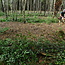 Workshop - Van Bos naar Agroforestry Systeem