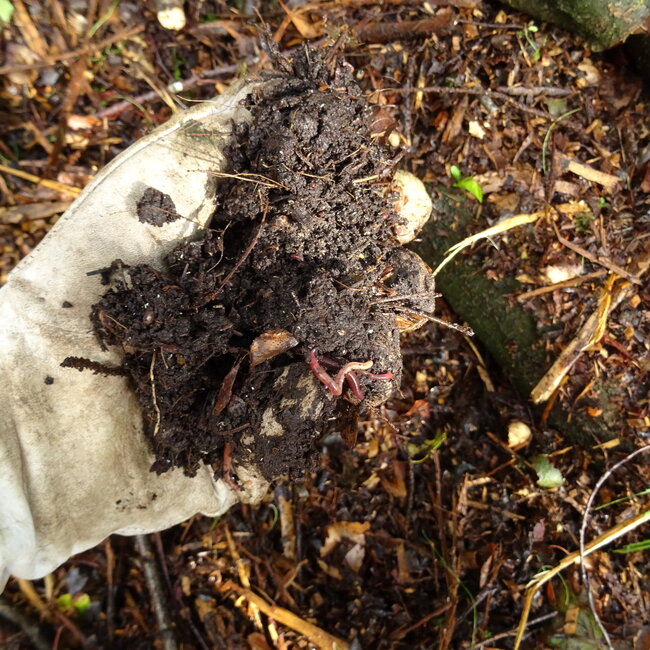 Workshop - Van Bos naar Agroforestry Systeem