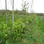 Introductiemiddag Syntropische landbouw