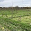 Introductiemiddag Syntropische landbouw