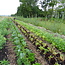 Introductiemiddag Syntropische landbouw