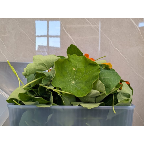 Vitamine Aarde Groene tuin Pesto