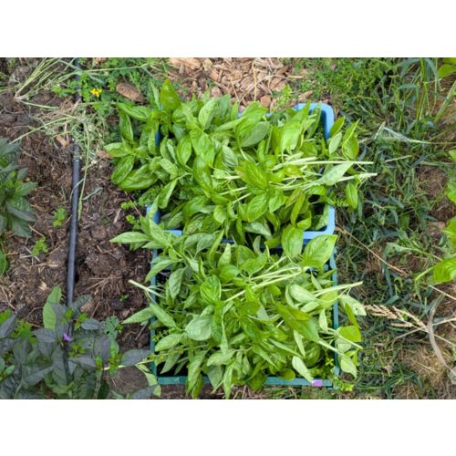 Vitamine Aarde Basilicum Pesto
