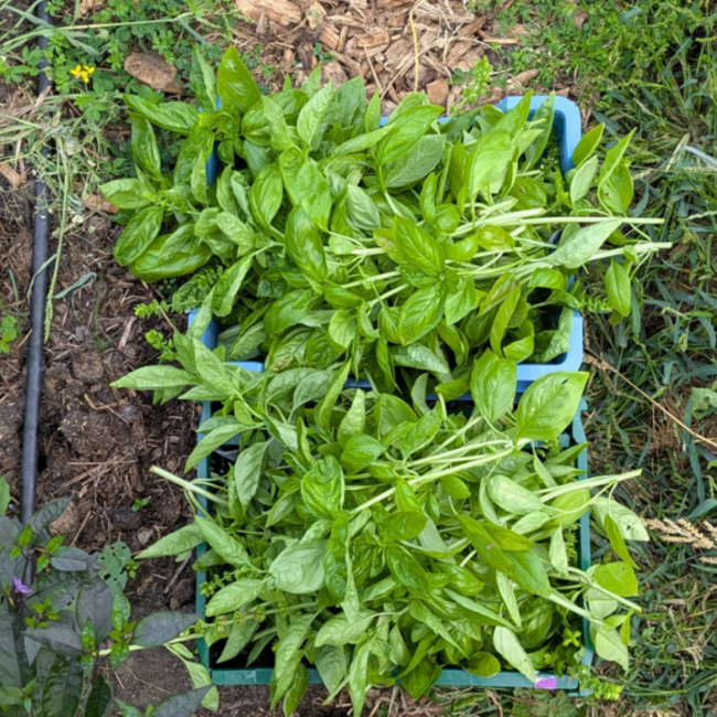 Vitamine Aarde Basilicum Pesto