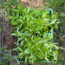 Vitamine Aarde Basilicum Pesto