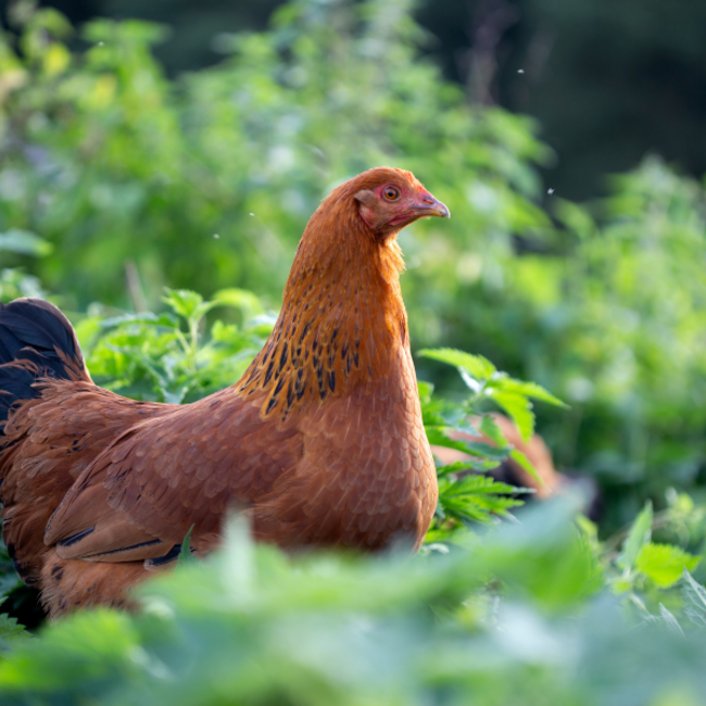 Boeren in het Bos Bottenbouillon Bone Broth Graskip