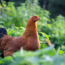 Boeren in het Bos Bottenbouillon Bone Broth Graskip