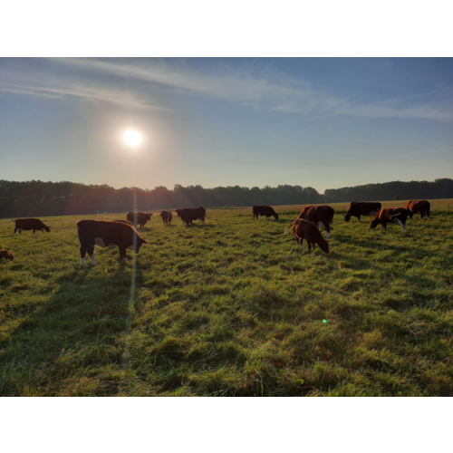 Boeren in het Bos Rundervet Ossewit natuurrund