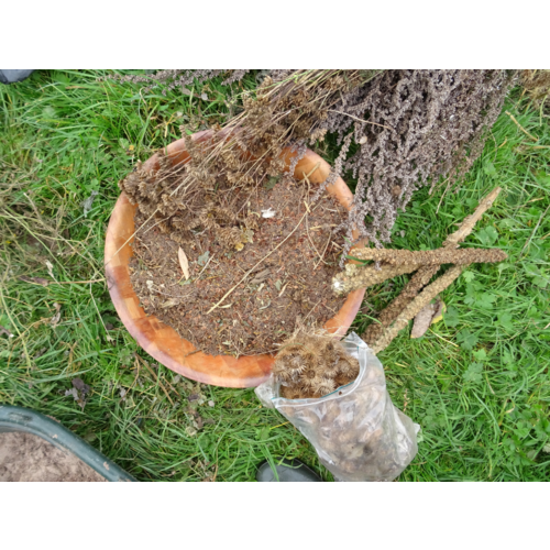 Workshop - Succesvol Bomen Planten