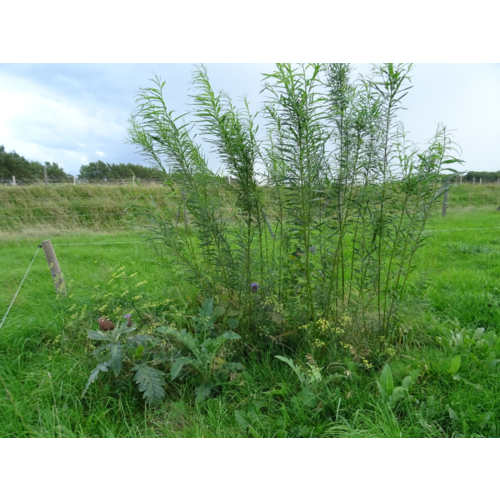Workshop - Succesvol Bomen Planten