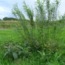 Workshop - Succesvol Bomen Planten