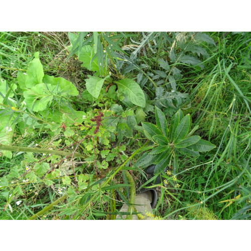 Workshop - Succesvol Bomen Planten