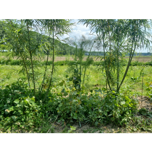 Workshop - Succesvol Bomen Planten