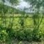 Workshop - Succesvol Bomen Planten
