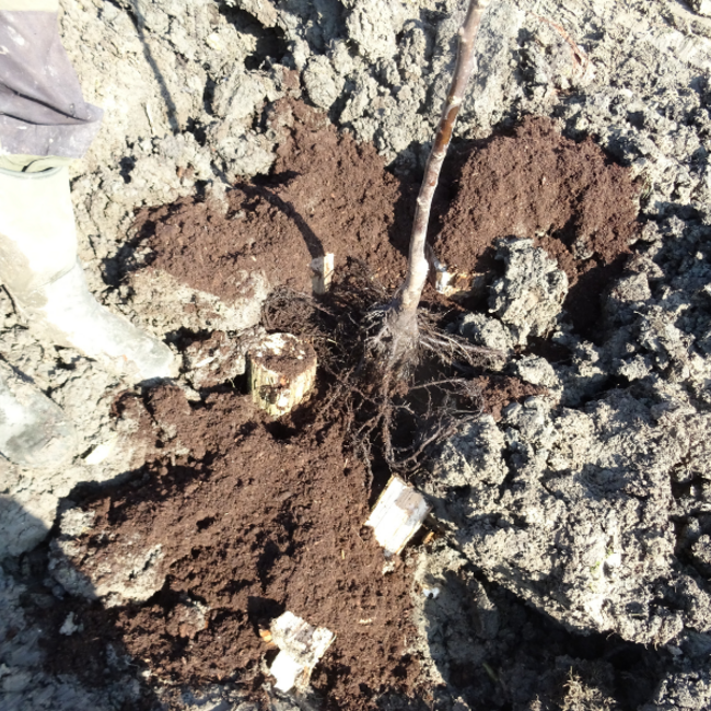 Workshop - Succesvol Bomen Planten