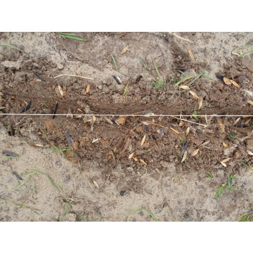 Workshop - Succesvol Bomen Planten