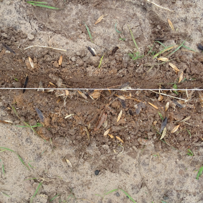 Workshop - Succesvol Bomen Planten