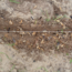 Workshop - Succesvol Bomen Planten
