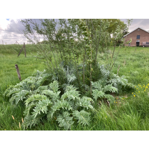 Agroforestry Opleiding Bundel Agroforestry Opleiding Bundel