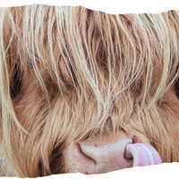 Waarom ons vlees anders is - Goed leven, pure smaak