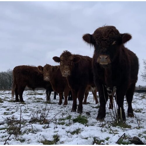 Webinar Start met Regeneratief Boeren – Webinarbundel voor beginners