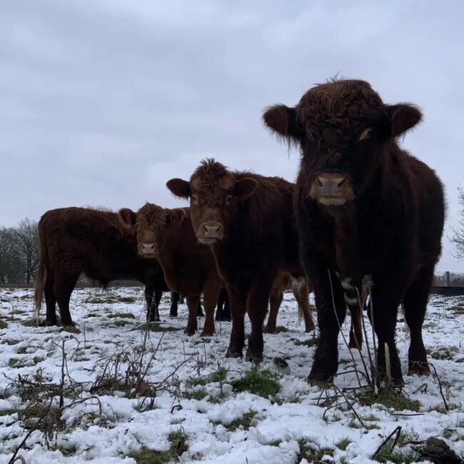 Webinar Start met Regeneratief Boeren – Webinarbundel voor beginners