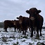 Webinar Start met Regeneratief Boeren – Webinarbundel voor beginners