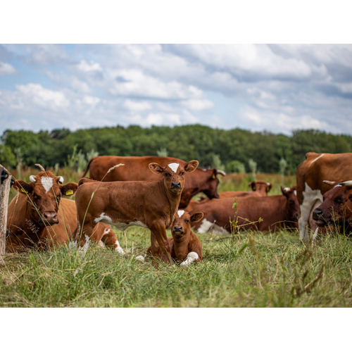 Boeren in het Bos Pekelvlees Vleeswaren - van ons natuurrund