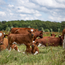 Boeren in het Bos Pekelvlees plakjes | Vleeswaren van onze Grasgevoerde Natuurrunderen