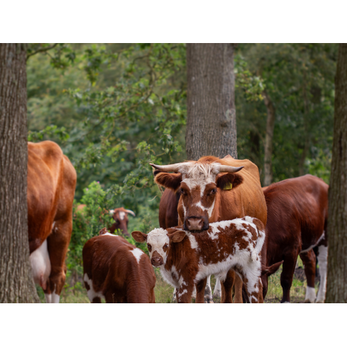 Boeren in het Bos Entrecote van grasgevoerd rund