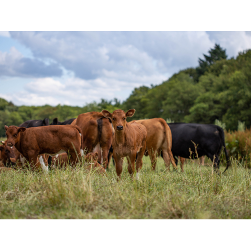 Boeren in het Bos Duitse biefstuk van grasgevoerd rund