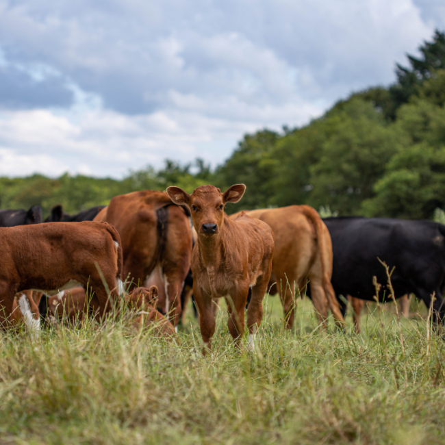 Boeren in het Bos Duitse biefstuk van grasgevoerd rund